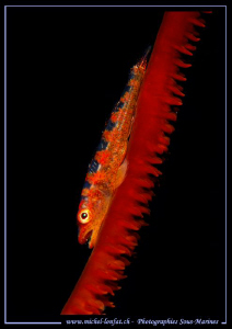 Little Symbiotic Goby on a Wip Coral... Marsa Shagra Red ... by Michel Lonfat 